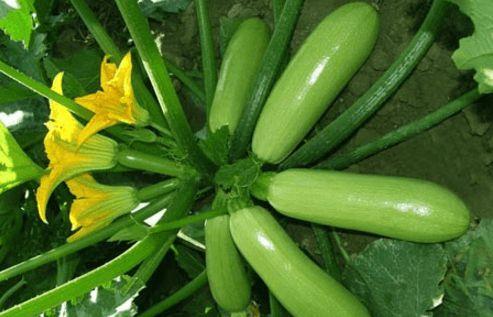 吃瓜就吃生瓜,揭秘吃瓜群众的生瓜情结  第3张