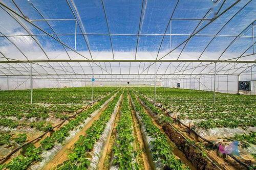 林城大棚吃瓜,林城大棚里的甜蜜瓜香之旅  第1张