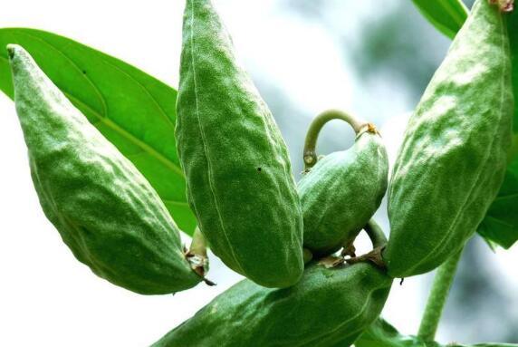 术后可以吃角瓜,角瓜助力营养补给  第1张