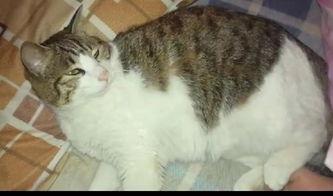 吃瓜爆料猫  第1张