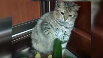 吃瓜爆料猫  第2张