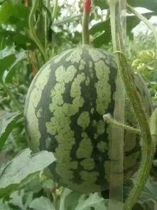 邢台任丘吃瓜事件,一场网络热议背后的真相揭秘  第3张