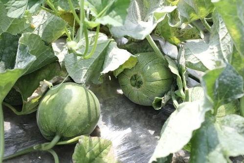 天吃瓜的季节,揭秘吃瓜季的美食盛宴  第2张