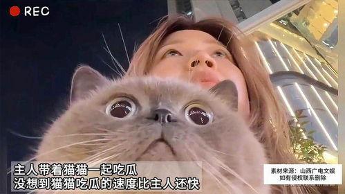 和猫吃瓜,揭秘猫咪的趣味生活  第1张