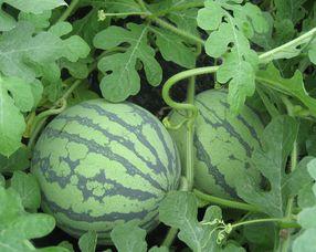 孕妇可以吃胜瓜  第1张