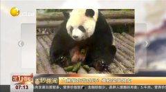熊猫打架吃瓜视频,一场吃瓜群众的视觉盛宴  第3张